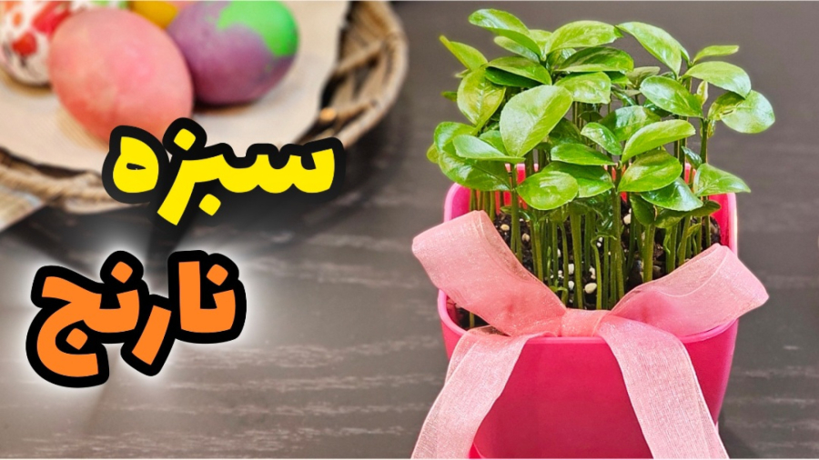 نحوه کاشت و زمان کاشت سبزه نارنج / کاشت سبزه نارنج برای عید / سبزه نارنج عید