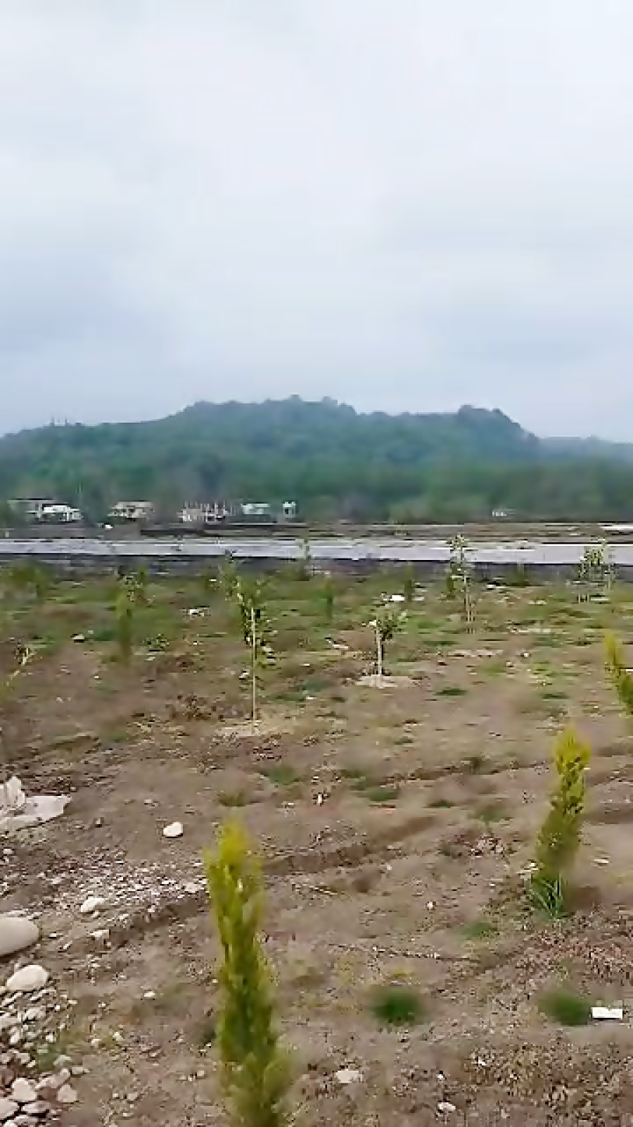 فروش زمین پلاک یک جنگل بااقساط بلند مدت و بدون بهره