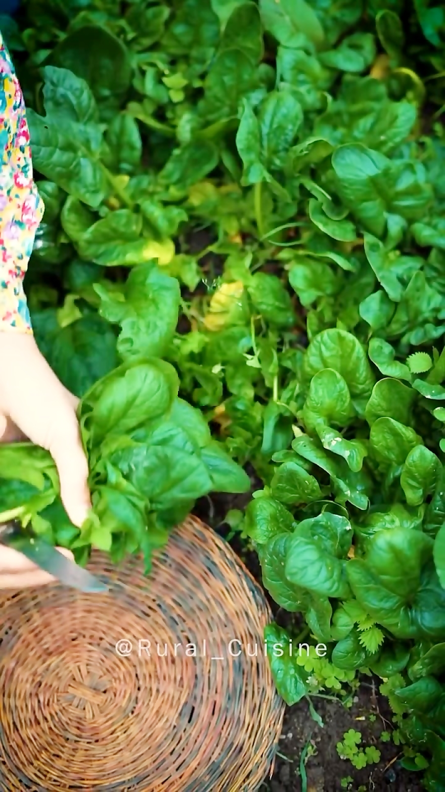 زندگی روستایی